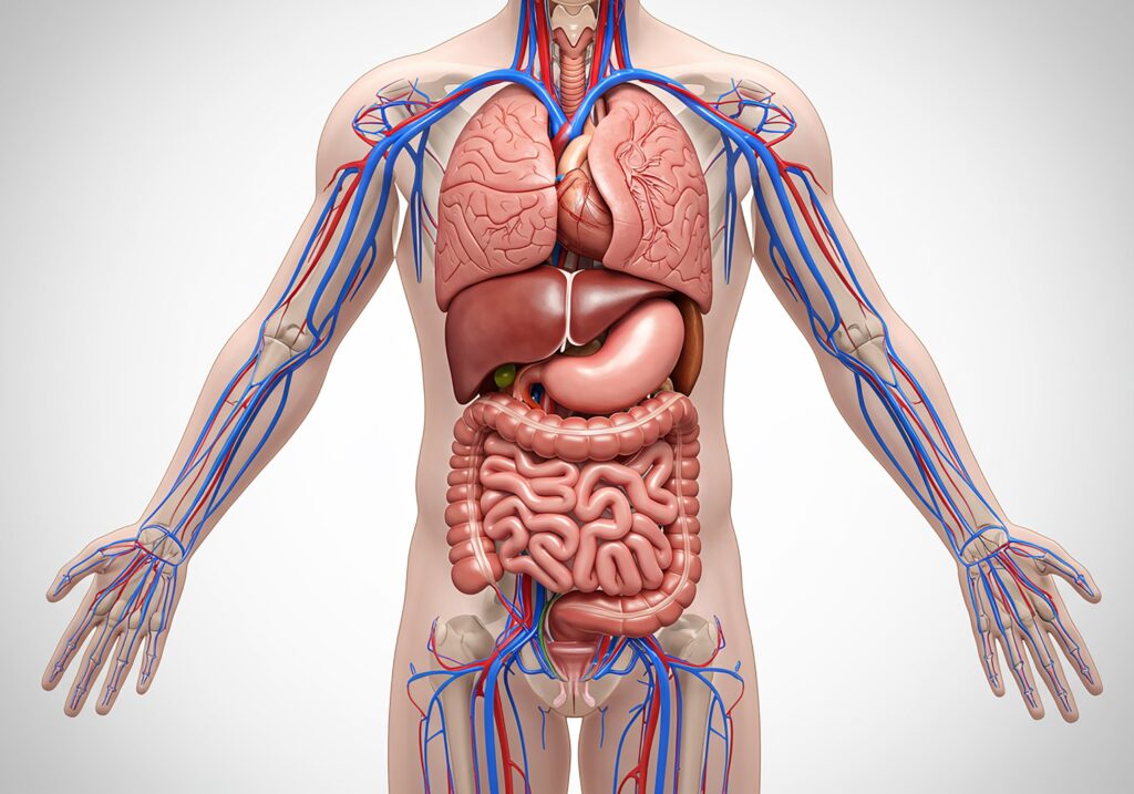 anatomy, physiology and pharmacology for the dental team